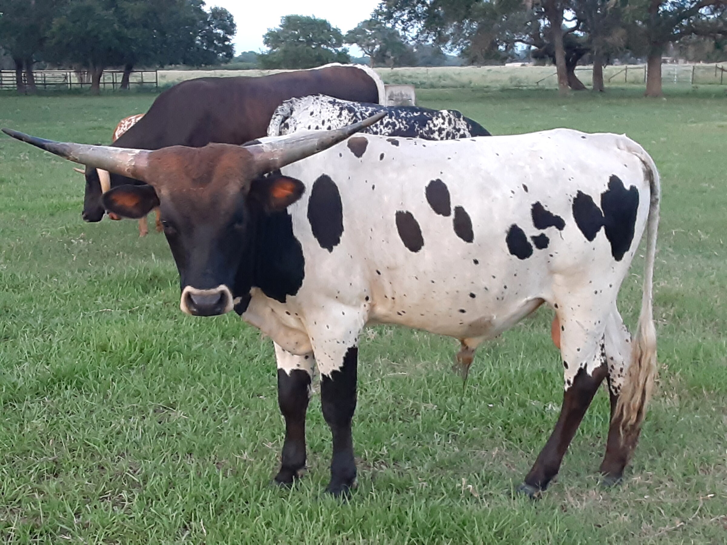DHR Tejas Lightning Texas Longhorn bull for sale at Dark Horse Ranch