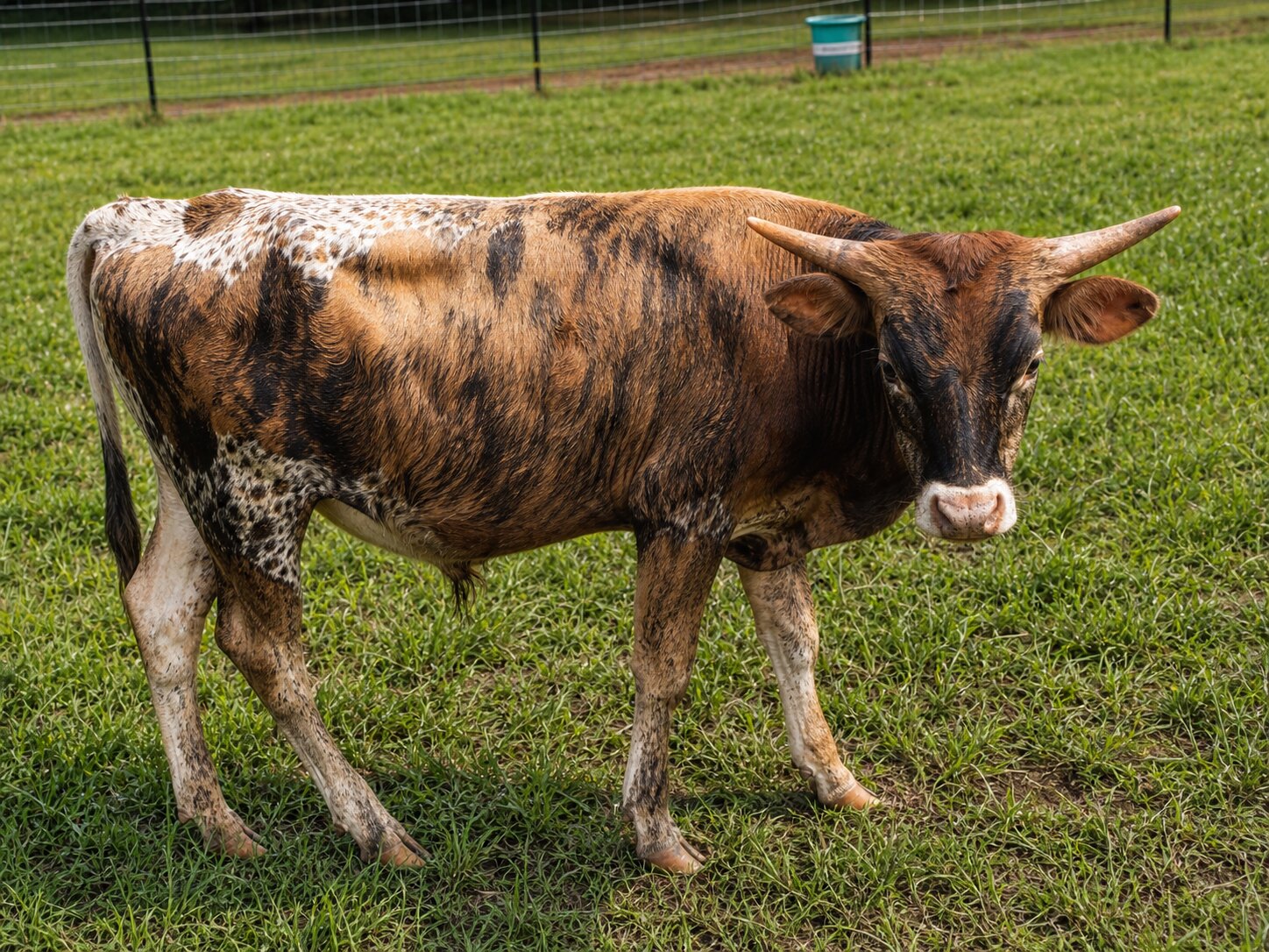 DHR CODIGO Texas Longhorn calf for sale at Dark Horse Ranch