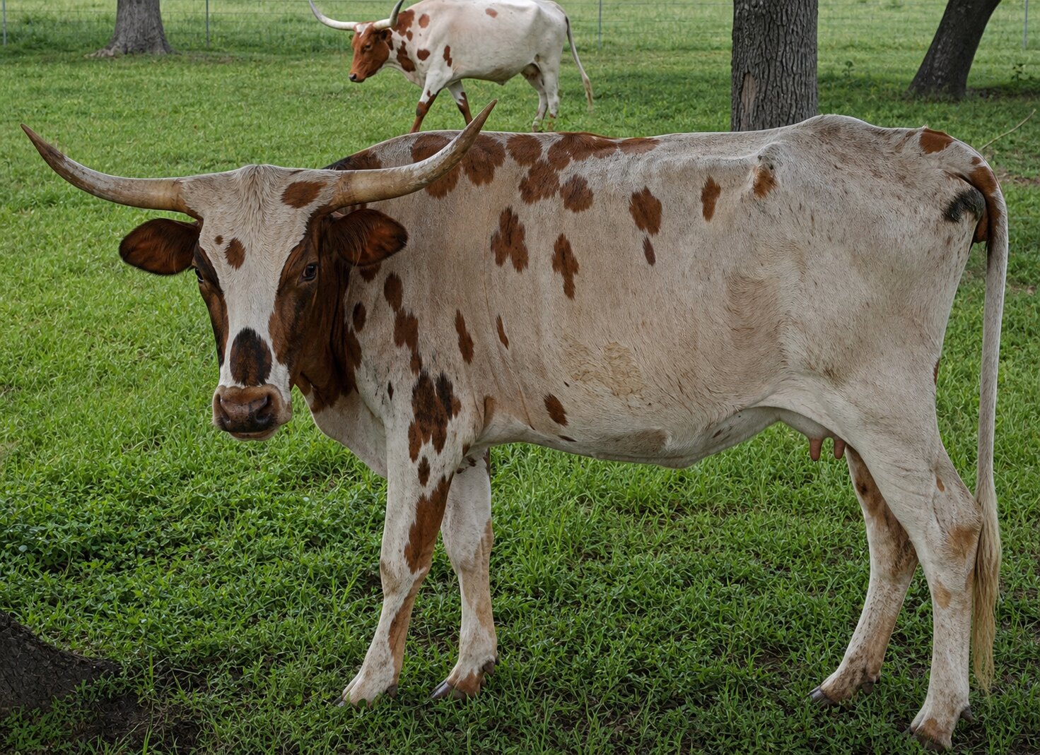 DHR Fire Lily and Dandelion Texas Longhorn cow-calf pair for sale at Dark Horse Ranch