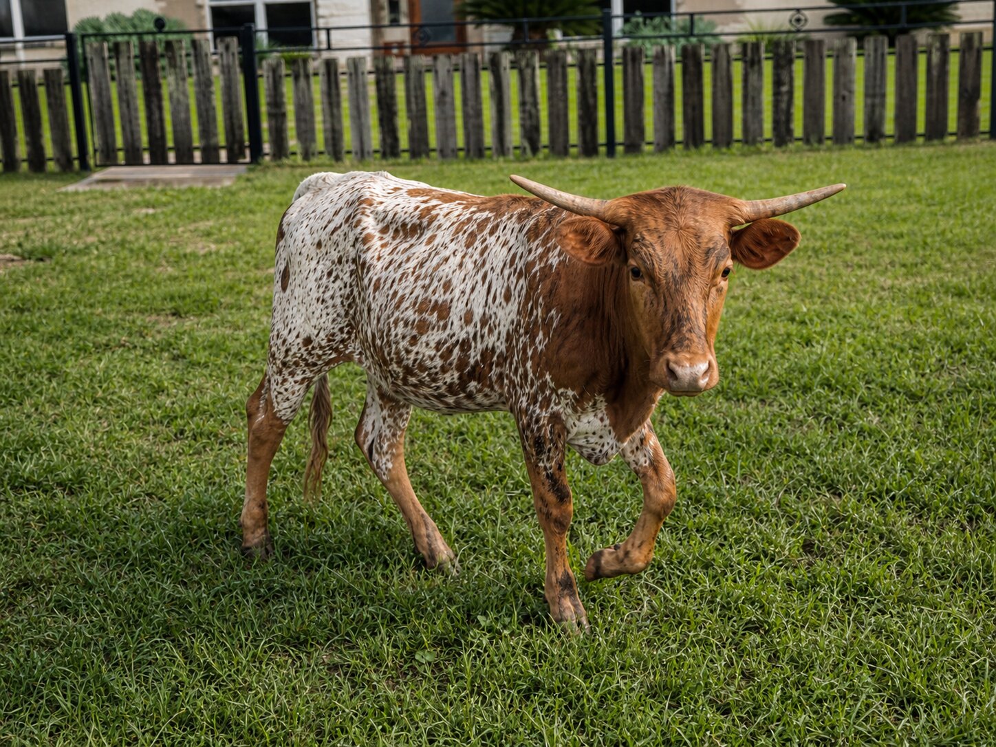 Liz Claiborne Texas Longhorn heifer for sale at Dark Horse Ranch