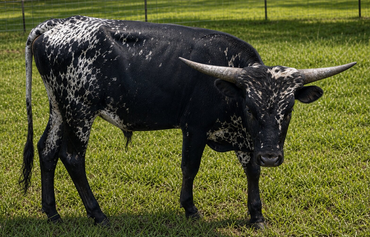 DHR Whiskey River Texas Longhorn bull for sale at Dark Horse Ranch