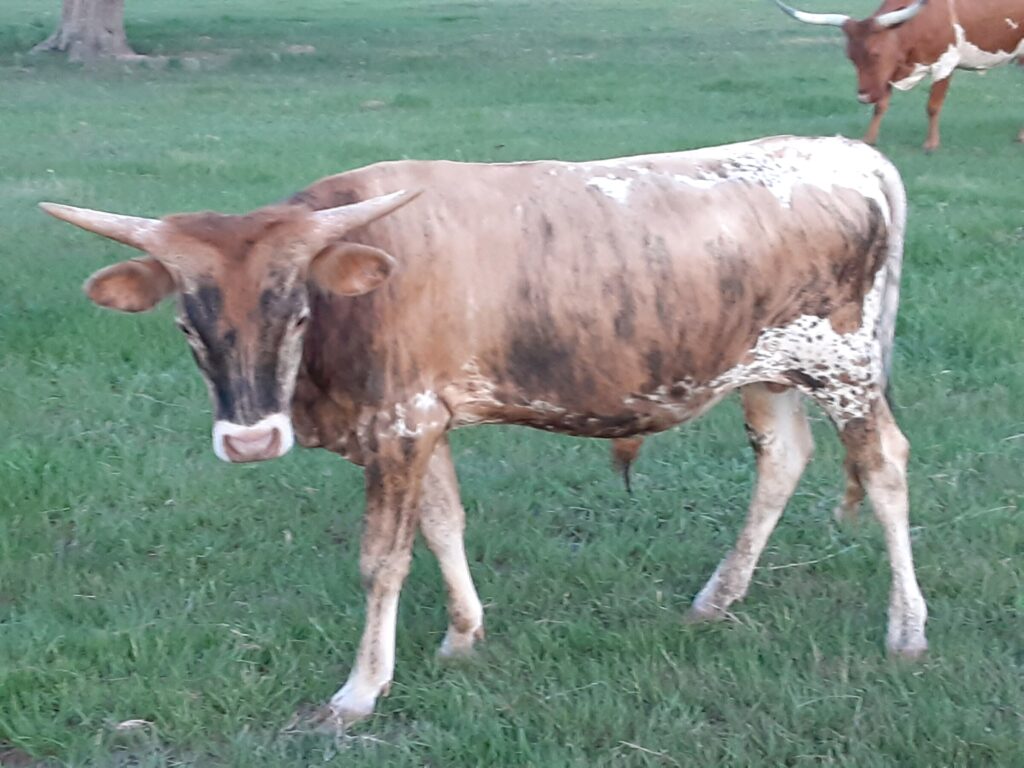 DHR Troubadour Texas Longhorn calf profile at Dark Horse Ranch